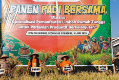 Limbah Dapur Dongkrak Panen Padi Situbondo Tembus 9,1 Ton per Hektare