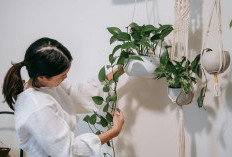 Cara Menata Tanaman agar Rumah Terasa Sejuk Tanpa Lahan Luas