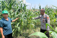 Masifkan Ketahanan Pangan, Polresta Sidoarjo Pastikan Kesiapan Lahan Jagung di Prambon