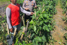 Bhabinkamtibmas Kwadungan Monitoring Pekarangan Pangan Bergizi, Dukung Ketahanan Pangan Warga