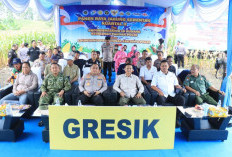 Polres Gresik Panen Raya Jagung 80 Ton di Panceng, Dukung Ketahanan Pangan Nasional