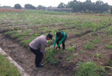 Polsek Sidoarjo Kota Dampingi Petani Jagung Optimalkan Swasembada Pangan