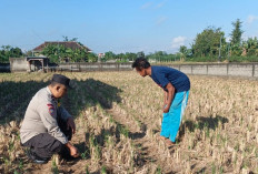 Bhabinkamtibmas Tamanan Kediri Kota Dampingi Petani Dukung Swasembada Pangan