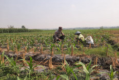 Bhabinkamtibmas Polsek Bringin Cek Pertanian Jagung, Dukung Ketahanan Pangan di Ngawi