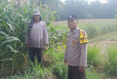 Dukung Ketahanan Pangan, Bhabinkamtibmas Polsek Tarokan Cek Lahan Jagung dan Edukasi Petani
