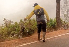 Kebakaran Hutan Akibatkan  Monyet Liar Kelaparan, Warga Tengger Pasuruan Beri Makan 