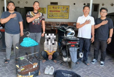 Pria Sampang Ditangkap Warga Curi Murai Batu di Cerme, Pernah Beraksi di 4 TKP