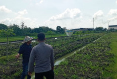 Polsek Wonoayu Wujudkan Swasembada Pangan, Cek Perkembangan Jagung di Desa Popoh