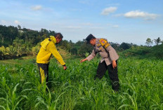 Mengabdi dari Desa, Bhabinkamtibmas Polsek Mojo Dorong Kesuksesan Panen Jagung Warga