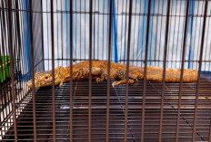 Polda Jatim Beberkan Praktik Licik Pelaku Penyelundupan Komodo dari NTT ke Tailan, Simpan di Pipa Paralon