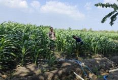 Polsek Krembung Perkuat Ketahanan Pangan, Rawat Lahan Jagung Program P2B di Desa Lemujut