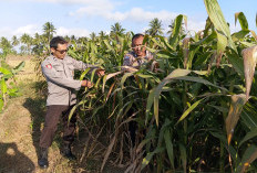 Bhabinkamtibmas Polsek Pasrujambe Cek Perkembangan Tanaman Jagung Warga