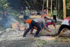 Respons Cepat Satlantas Polres Jember Atasi Pohon Tumbang di Jalur Gumitir, Arus Lalin Segera Normal