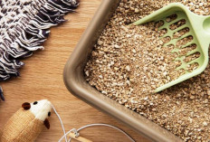 Cara Memilih Pasir Kucing yang Ampuh Mengatasi Bau dan Tetap Aman