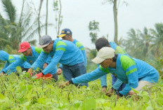 Panen Raya Nasional Lapas Malang Sumbang 9 Ton
