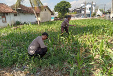 Sinergi Polsek Jatiroto dan Warga, Dorong Capaian Swasembada Pangan