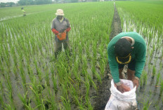 Pupuk Subsidi Jombang Masih Seret, Usulan 84 Ribu Ton Disetujui 58 Ribu Ton