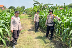 Cek Tanaman Jagung, Polsek Krembung Dukung Ketahanan Pangan di Sidoarjo