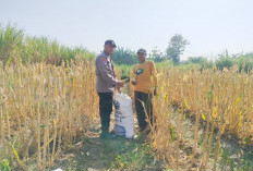 Bhabinkamtibmas Polsek Semen Dampingi Petani, Panen Jagung Jadi Penguat Ketahanan Pangan