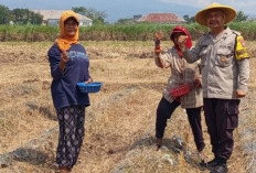 Sambang Sawah, Wujud Kepedulian Bhabinkamtibmas dalam Program Polri Perkuat Ketahanan Pangan