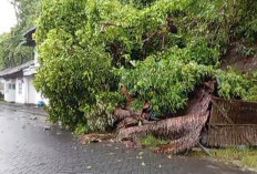 Dilanda Hujan Lebat, Longsor Timpa Rumah Warga di Pulau Bawean