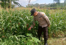 Sukseskan Program Asta Cita, Bhabinkamtibmas Polsek Klakah Terjun ke Ladang Jagung Warga