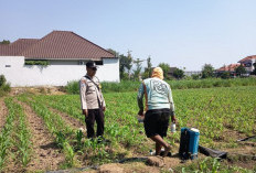 Bhabinkamtibmas Polsek Mojoroto Edukasi Petani Jagung Dukung Ketahanan Pangan di Banjarmlati