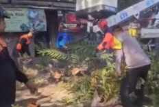 Polisi Ngawi Amankan Pemangkasan Pohon di Jalan Raya Paron Demi Keselamatan Pengguna Jalan