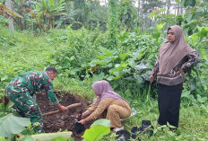 Babinsa Jenggrong Lumajang Dukung PKK Sukseskan Program P2L Hijaukan Pekarangan