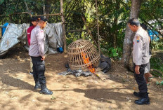 Polisi Bongkar dan Bakar Arena Sabung Ayam di Gedangan Malang