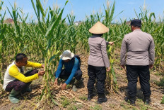 Polisi dan Petani Bandungrejosari  Kota Malang Optimistis Panen Jagung hingga 30 Ton