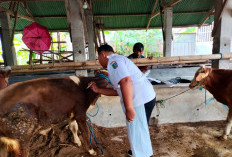 Disnak Jombang Gencarkan Vaksinasi Massal, Kasus PMK Terus Bertambah