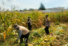 Panen Jagung di Karangjati Pasuruan Terpantau Baik, Bhabinkamtibmas Dukung Ketahanan Pangan