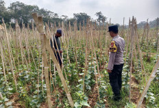 Dukung Ketahanan Pangan, Bhabinkamtibmas Polsek Kendal Monitoring Budidaya Ketimun