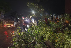 Polisi Bersama Warga Sigap Evakuasi Pohon Tumbang Timpa Kontainer di Simpang Empat RPH Krian
