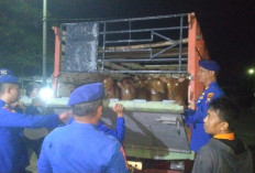 Jelang Iduladha, Ratusan Sapi dari Madura Banjiri Situbondo dengan Dokumen Lengkap