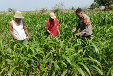Optimalkan Ketahanan Pangan, Polsek Porong bersama Petani Pantau Perkembangan Tanaman Jagung