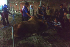 Sapi Kurban di Gresik Lepas karena Stres Berat, Damkar dan Petugas Gabungan Turun Tangan