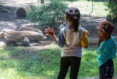 Komodo KBS Surabaya Dipinjamkan ke iZoo Jepang untuk Program Breeding