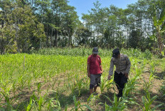 Bhabinkamtibmas Polsek Klakah Dampingi Petani Olah Lahan Jagung di Lumajang