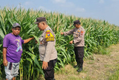 Dukung Swasembada Pangan, Polisi Sidoarjo Masif Dampingi Petani