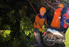 Hujan Deras Wilayah Jember, Ibu dan Anak Tertimpa Pohon Mahoni di Jalan Ahmad Yani