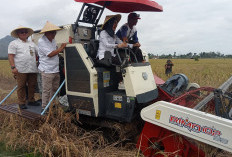 DPR RI dan Bulog Ikuti Panen Raya, Surplus Beras di Tulungagung Sumbang Ketahanan Pangan Nasional