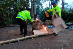 Berkat Laporan Masyarakat via 110, Polsek Sumberpucung Bongkar Arena Sabung Ayam