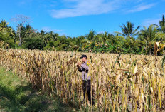 Turun ke Lahan Jagung, Polsek Tempursari Dukung Ketahanan Pangan dengan Dampingi Petani