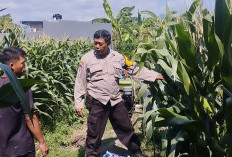 Bhabinkamtibmas Lirboyo Edukasi Petani Jagung, Perkuat Ketahanan Pangan