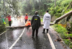 Respons Cepat Kepolisian dan BPBD Evakuasi Pohon Tumbang di Jalur Glagah–Licin Banyuwangi