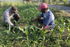 Dukung Ketahanan Pangan Nasional, Polsek Jatiroto Dampingi Petani di Lahan Jagung