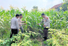 Polisi Dampingi Petani Rawat Tanaman Jagung, Dukung Program Ketahanan Pangan