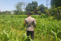 Dukung Ketahanan Pangan, Bhabinkamtibmas Rowokangkung Pantau Lahan Jagung
